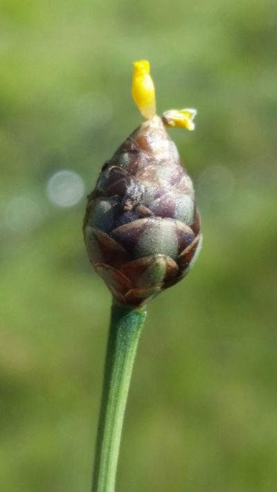 Xyris floridana, photographed by Jay Horn