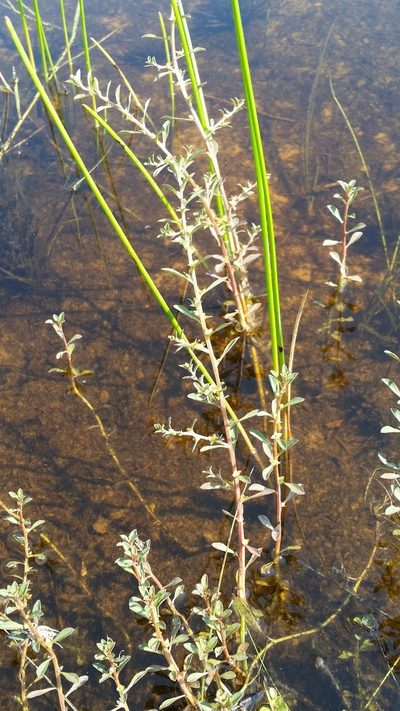 Ludwigia curtissii, photographed by Jay Horn
