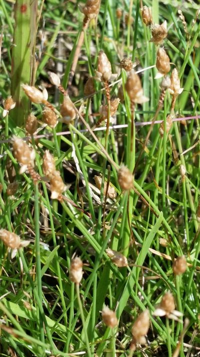 Fimbristylis schoenoides, photographed by Jay Horn