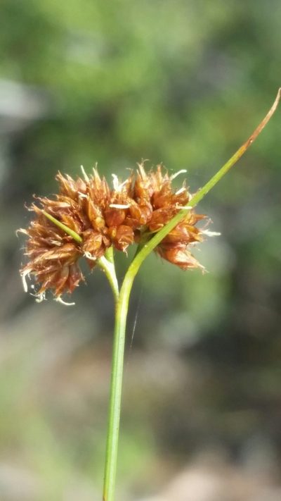 Rhynchospora fernaldii, photographed by Jay Horn