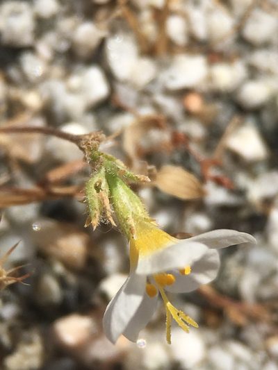 Leptosiphon lemmonii, photographed by Matt Berger