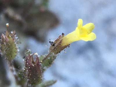 Erythranthe floribunda, photographed by Matt Berger