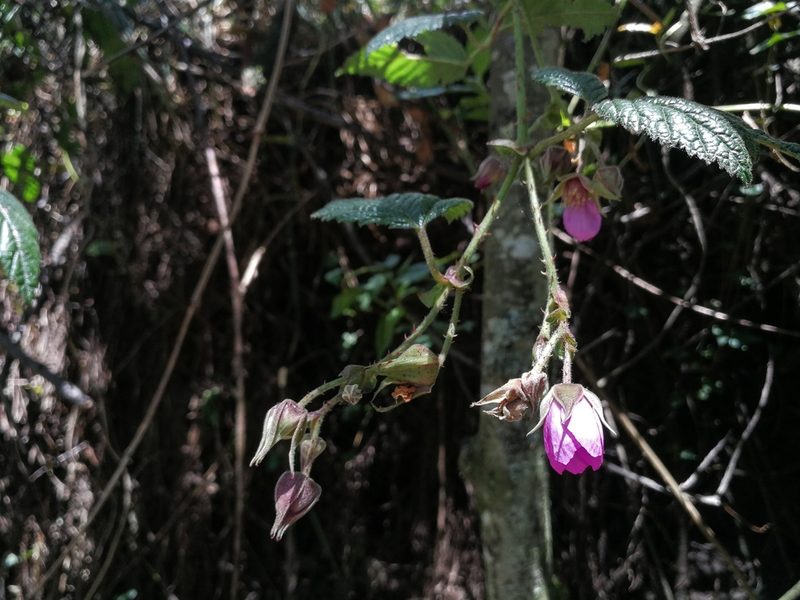 Rubus roseus, photographed by sandy-espinozaf
