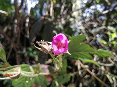Rubus roseus, photographed by sandy-espinozaf