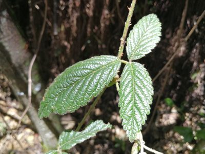 Rubus roseus, photographed by sandy-espinozaf