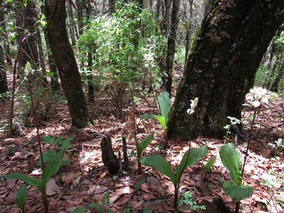 Govenia capitata, photographed by Oscar Alejandro Morales Juárez