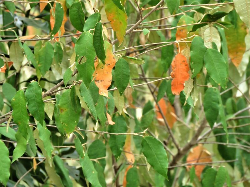 Croton dichogamus, photographed by Annika Lindqvist