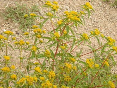 Flaveria campestris, photographed by Bob Nieman