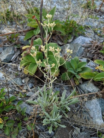 Pseudognaphalium thermale, photographed by Ben Keen