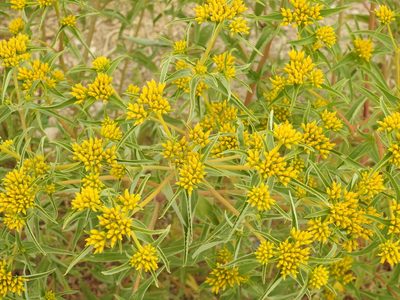 Flaveria campestris, photographed by Bob Nieman