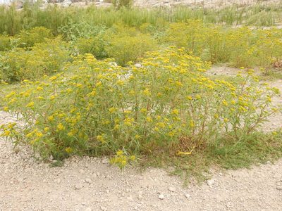 Flaveria campestris, photographed by Bob Nieman