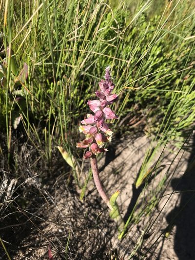 Lachenalia variegata, photographed by Sam McCarren