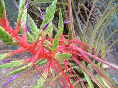 Tillandsia calothyrsus, photographed by Martín Sánchez Vilchis