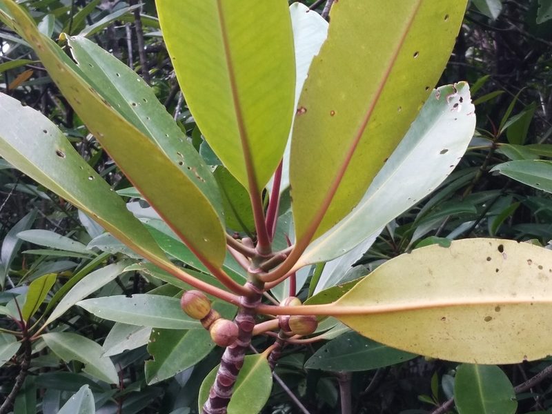 Rhizophora apiculata, photographed by Abu Hamas