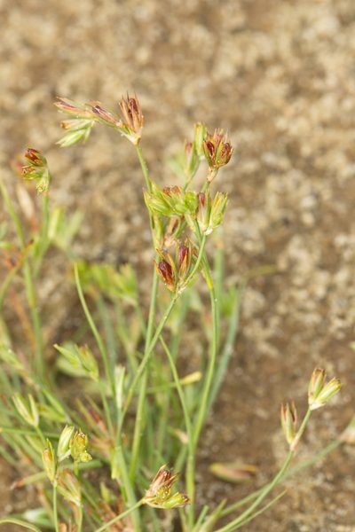 Juncus ranarius, photographed by Вячеслав Юсупов