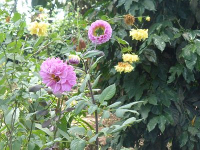 Dahlia pinnata, photographed by geralg