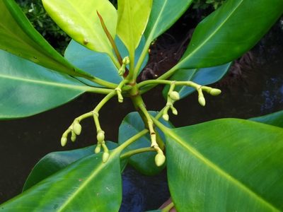 Rhizophora mucronata, photographed by Abu Hamas