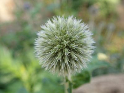 Echinops exaltatus, photographed by Alexis Tinker-Tsavalas