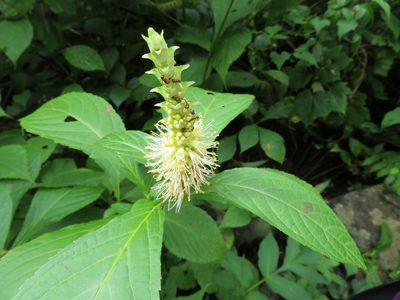 Comanthosphace japonica, photographed by Marco Mussita