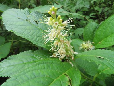 Comanthosphace japonica, photographed by Marco Mussita