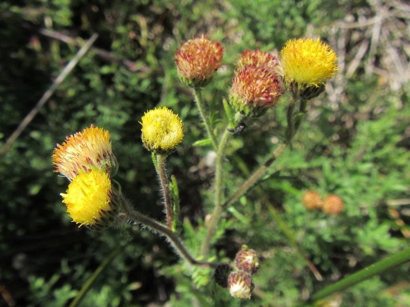 Nidorella pinnatifida, photographed by douglaseustonbrown