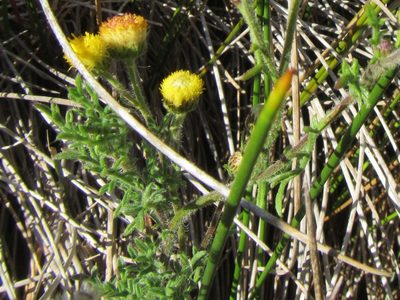 Nidorella pinnatifida, photographed by douglaseustonbrown