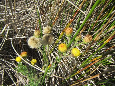 Nidorella pinnatifida, photographed by douglaseustonbrown