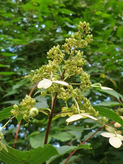 Hydrangea paniculata, photographed by Lek Khauv
