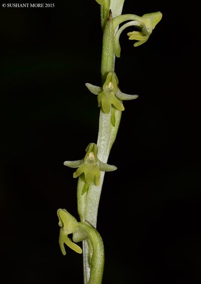 Peristylus caranjensis, photographed by S.MORE