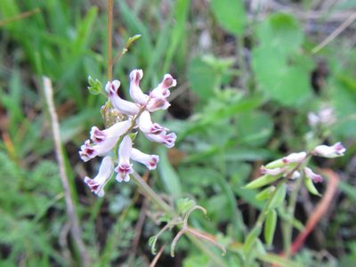 Cysticapnos cracca, photographed by douglaseustonbrown