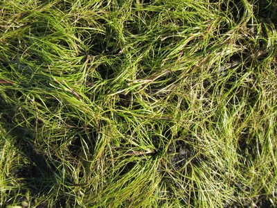 Isolepis striata, photographed by douglaseustonbrown
