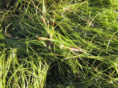 Isolepis striata, photographed by douglaseustonbrown