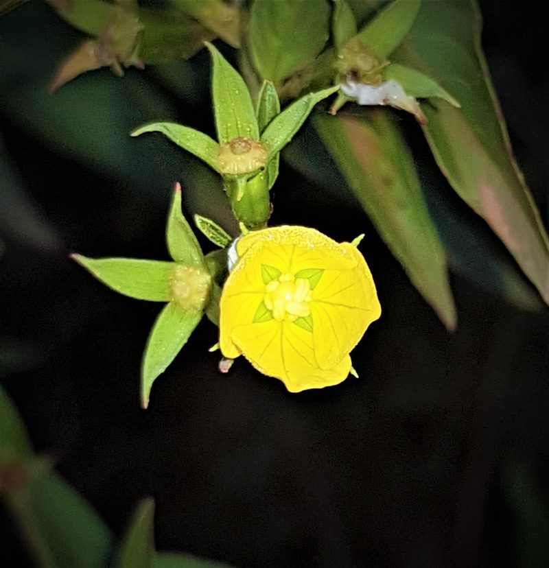 Ludwigia nervosa, photographed by Gerry van Tonder