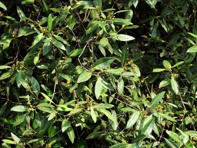 Avicennia alba, photographed by Abu Hamas