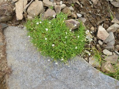 Stellaria nipponica, photographed by Marco Mussita