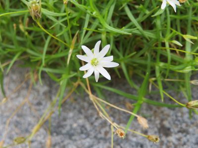 Stellaria nipponica, photographed by Marco Mussita