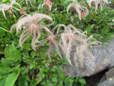 Sieversia pentapetala, photographed by Marco Mussita