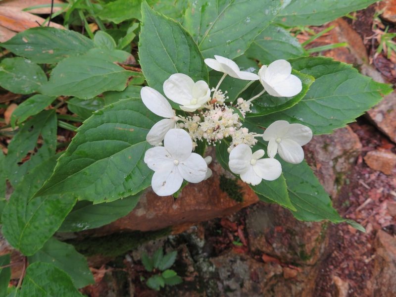 Hydrangea paniculata, photographed by Marco Mussita