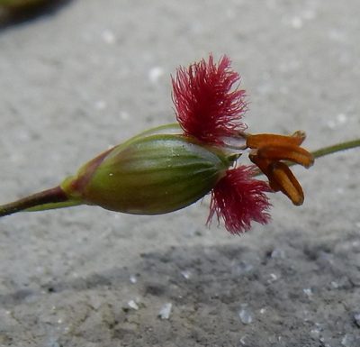 Panicum deustum, photographed by Henry de Lange