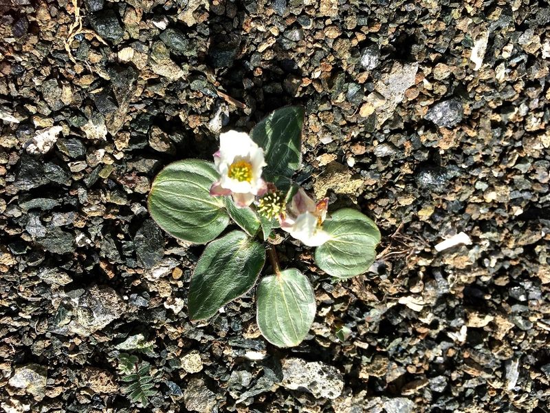 Ranunculus parnassifolius, photographed by Karsten Rohweder