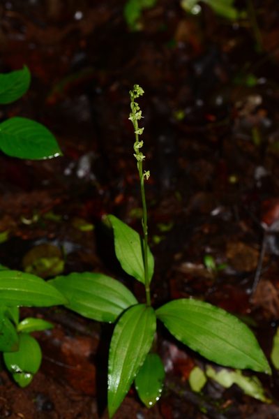 Peristylus caranjensis, photographed by S.MORE