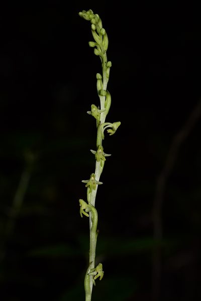 Peristylus caranjensis, photographed by S.MORE
