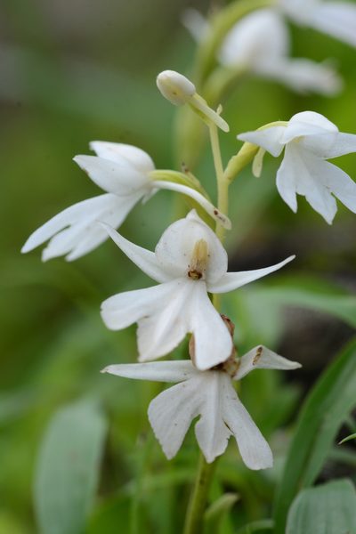 Habenaria suaveolens, photographed by S.MORE