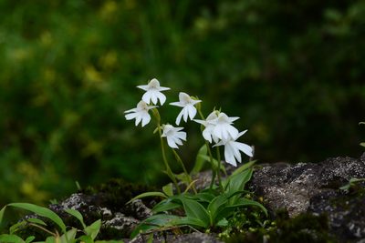 Habenaria suaveolens, photographed by S.MORE