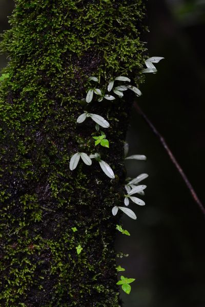 Porpax exilis, photographed by S.MORE