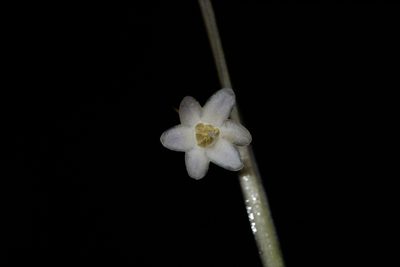 Ophiopogon intermedius, photographed by S.MORE