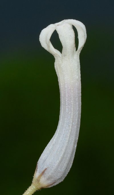 Ceropegia rollae, photographed by S.MORE