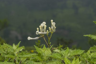 Ceropegia rollae, photographed by S.MORE