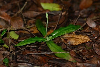 Habenaria plantaginea, photographed by S.MORE