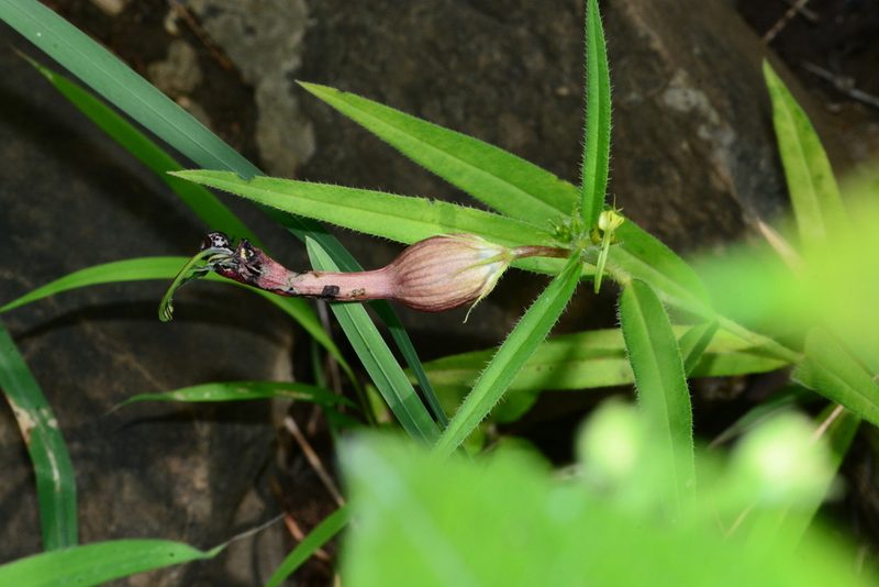 Ceropegia mahabalei, photographed by S.MORE